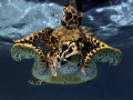 The most friendly turttle i've ever seen 